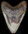 Bargain Megalodon Tooth - North Carolina #32910-1